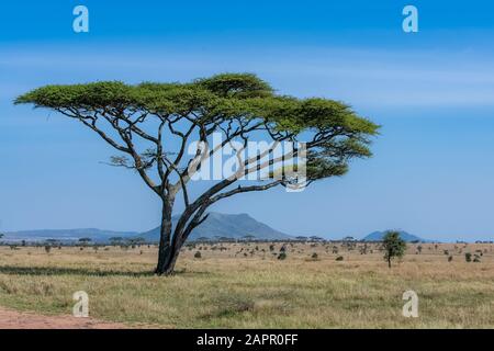 Les plaines du Serengeti, panorama de la savane avec un gros arbre acacia typique Banque D'Images