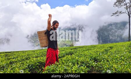 Les touristes marchant à travers les plantations de thé à Nuwara Eliya, Sri Lanka prétendant être des agriculteurs autochtones Banque D'Images