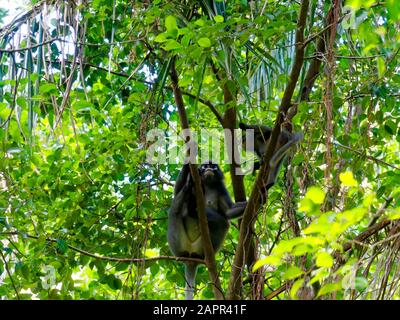 Dusky Langur, Singe Des Lunettes, Railay, Krabi, Thaïlande, Asie Banque D'Images