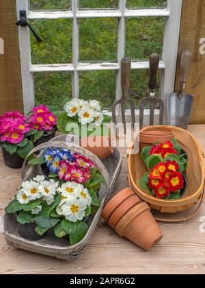 Des fleurs de polyanthus prêtes à planter dans le hangar de potage Banque D'Images