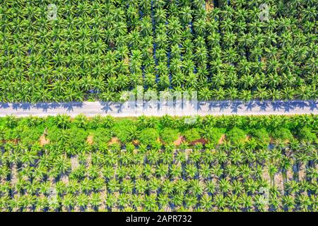 Vue aérienne de la plantation de palmiers à noix de coco et de la route. Banque D'Images