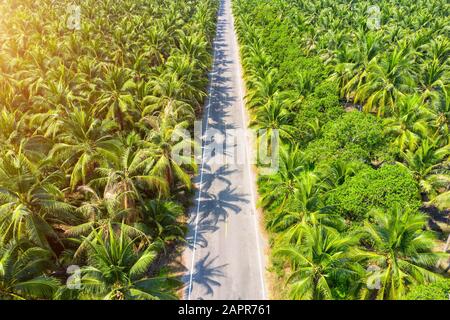 Vue aérienne de la plantation de palmiers à noix de coco et de la route. Banque D'Images