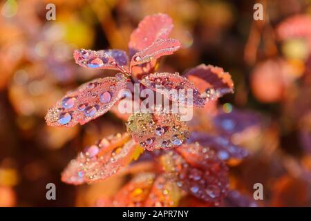 Des gouttes de rosée scintillantes dans la lumière du soleil du matin sur des feuilles de couleur d'automne, Norvège Banque D'Images