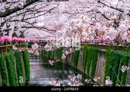 Des cerisiers en fleurs longent la rivière Meguro à Tokyo, au Japon Banque D'Images