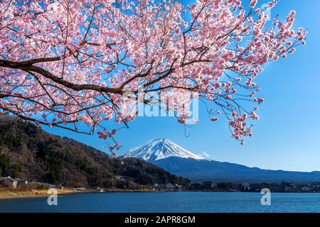 La montagne Fuji et cerisiers en fleurs au printemps, le Japon. Banque D'Images