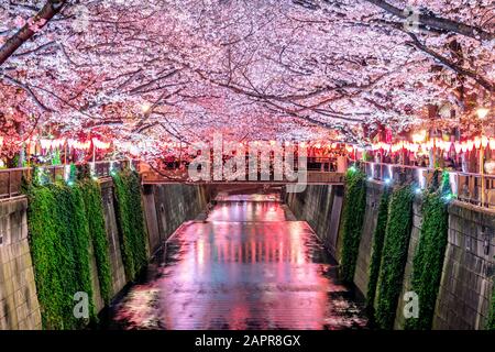 Des cerisiers en fleurs longent la rivière Meguro à Tokyo, au Japon Banque D'Images