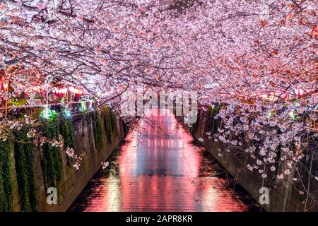 Des cerisiers en fleurs longent la rivière Meguro à Tokyo, au Japon Banque D'Images