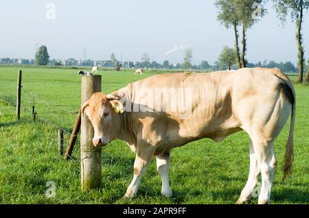 La vache blonde dans la prairie se raye contre un poteau à Arnhem, aux Pays-Bas Banque D'Images