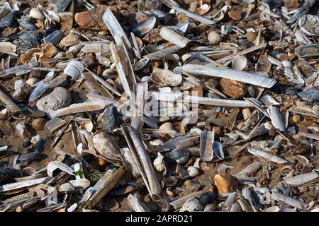 Coquillages sur la mer, Norfolk, Royaume-Uni Banque D'Images