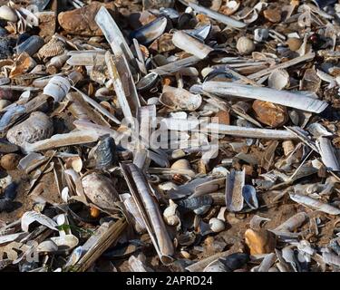 Coquillages sur la mer, Norfolk, Royaume-Uni Banque D'Images