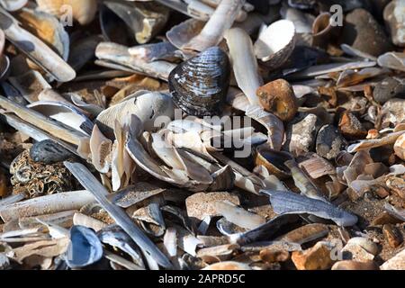 Coquillages sur la mer, Norfolk, Royaume-Uni Banque D'Images