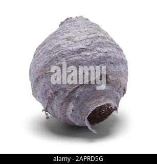 Petit Nid Isolé Sur Fond Blanc. Banque D'Images