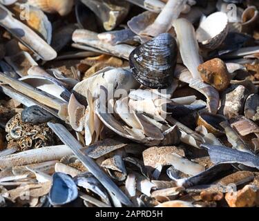 Coquillages sur la mer, Norfolk, Royaume-Uni Banque D'Images