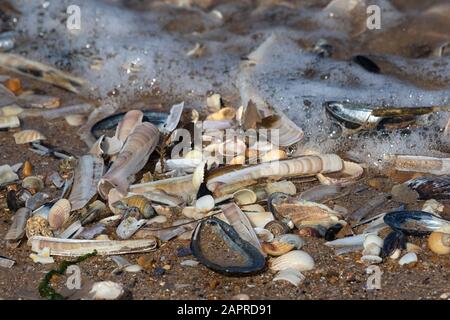 Coquillages sur la mer, Norfolk, Royaume-Uni Banque D'Images