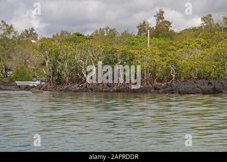 Mangroves au large de la côte de Maurice. Banque D'Images