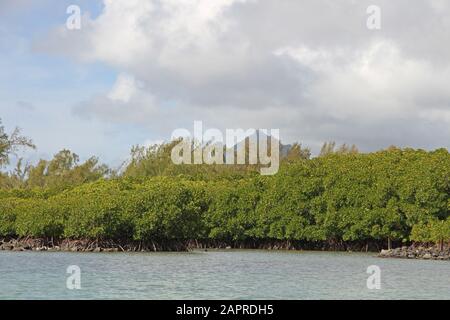 Mangroves au large de la côte de Maurice. Banque D'Images