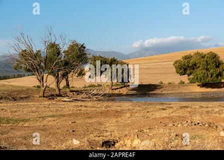 Caledon, Western Cape, Afrique Du Sud. Déc 2019. Le trou d'eau et quelques arbres sur les terres agricoles de la région d'Overberg, près de Caledon, en Afrique du Sud Banque D'Images