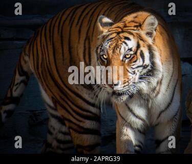 Tiger À Busch Gardens Tampa Banque D'Images