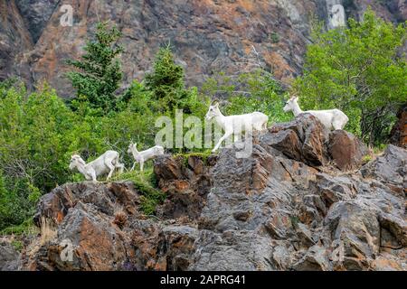 Une bande de brebis Dall (Ovis dalli) et un trot d'agneau le long d'une crête rocheuse près de la Seward Highway, dans le centre-sud de l'Alaska Banque D'Images