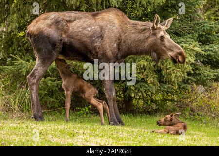 Orignal (Alces alces) allaitant de l'orignal de la vache alors que l'autre veau repose, centre-sud de l'Alaska; Anchorage, Alaska, États-Unis d'Amérique Banque D'Images