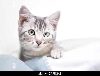 Un adorable chaton de shorthair domestique tabby gris couché sur une couverture Banque D'Images