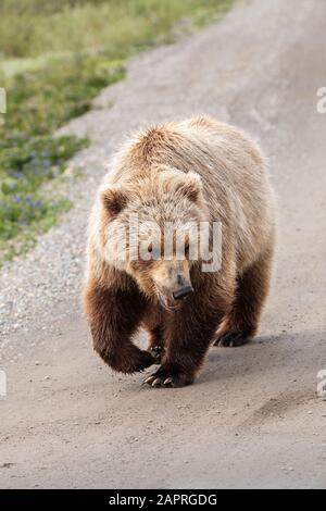 L'ours grizzli adulte de couleur claire (Ursus arctos horribilis) parcourt Park Road, le parc national et la réserve Denali; Alaska, États-Unis d'Amérique Banque D'Images
