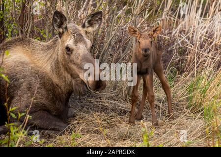 Orignal de vache (Alces alces) et veau nouveau-né, Alaska du centre-sud; Anchorage, Alaska, États-Unis d'Amérique Banque D'Images