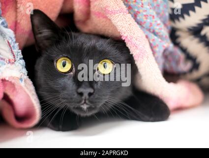 Un chat timide noir domestique de shorthair se cachant et de peeking hors de sous des couvertures Banque D'Images