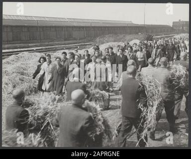Collaboration Pays-Bas. Le camp d'internement du Levantkade à Amsterdam. Dans les grands hangars sur le Levantkade à Amsterdam, où les shiploads avaient autrefois été spiralés, les milliers de travailleurs, de provocateurs et de collaborateurs de la NSB sont maintenant en paille derrière le fil barbelé. Tous ces gens, bien sûr, sont innocents, ils ont tous aidé les gens à se cacher avec des vélos et des cartes alimentaires, et aucun d'eux ne comprend pourquoi il ou elle a été arrêté. Les prisonniers sont logés dans des pilotes dirigés par un commandant pilote. L'ancien maire d'Amsterdam, Voûte, en est l'un. Environ 4200 prisonniers sont maintenant emprisonnés et t Banque D'Images