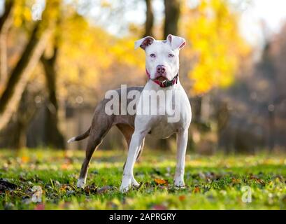 Un jeune chien de race mixte, le Pit Bull Terrier blanc et saumué, debout à l'extérieur en automne Banque D'Images