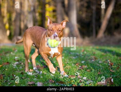 Un chien de race mixte de Pit Bull Terrier rouge et blanc jouant à l'extérieur et tenant une balle dans sa bouche Banque D'Images