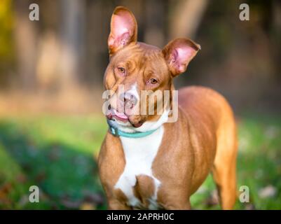 Chien de race mixte Pit Bull Terrier rouge et blanc aux grandes oreilles, à l'écoute d'une inclinaison de la tête et d'une expression de goofy Banque D'Images