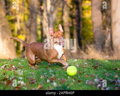 Un chien de race mélangée à tête de taureau rouge et blanc qui chassent un ballon à l'extérieur Banque D'Images