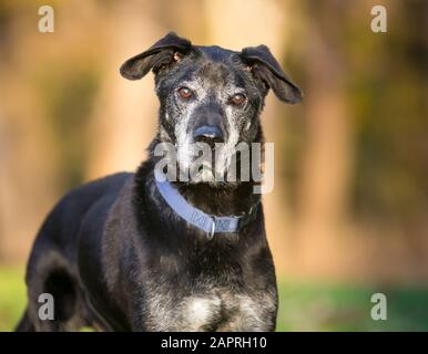 Chien de race mixte senior à visage gris et cataractes Banque D'Images