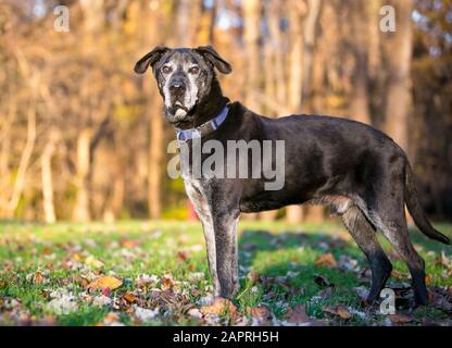 Chien de race mixte senior avec un visage gris debout à l'extérieur Banque D'Images