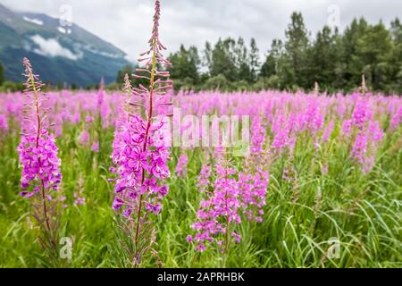 La moucheade en fleurs (Chamaenerion angustifolium) dans un champ, au centre-sud de l'Alaska; Alaska, États-Unis d'Amérique Banque D'Images