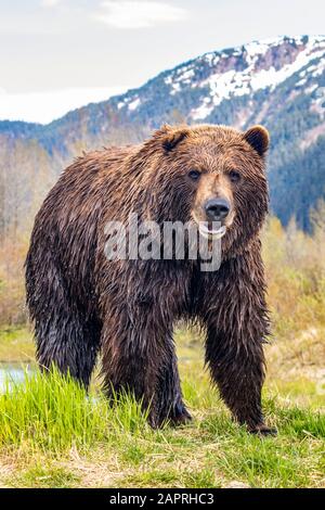 Ours brun (Ursus arctos) sanglier, grand homme regarde la caméra, Alaska Wildlife conservation Centre, centre-sud de l'Alaska Banque D'Images