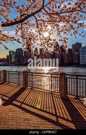 Coucher de soleil derrière les cerisiers en fleurs (Kwanzan Prunus serrulata) avec vue sur les gratte-ciel de Manhattan, vue de Roosevelt Island Banque D'Images