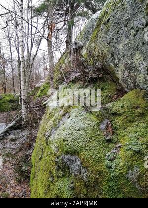 Gros plan vertical d'une formation rocheuse recouverte de mousse dans une forêt de Larvik, Norvège Banque D'Images