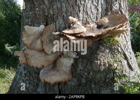 Polyporus squamosus champignons poussant sur un arbre Banque D'Images