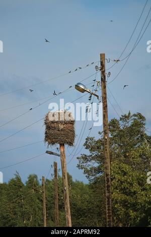 Les cigognes prennent soin de leurs poussins. Un troupeau de swavds noirs est assis sur les fils. Il y a beaucoup d'oiseaux sauvages dans le village. Grand nid de cigognes. Banque D'Images