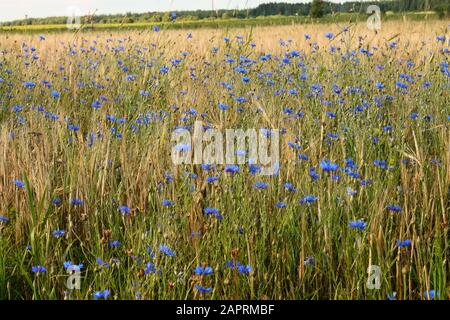 Les fleurs de maïs bleues sont en fleurs parmi les oreilles de blé. Un grand champ de fleurs bleues. Les fleurs fleurissent magnifiquement en été Banque D'Images