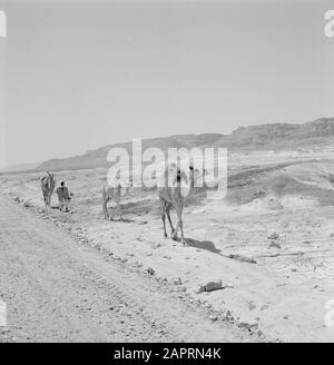 Israël 1964-1965: Les Dromadaires de la zone de la mer morte dans le paysage désertique près de la mer Morte. Date: 1964 lieu: Israël mots clés: Dromadaires, déserts Banque D'Images