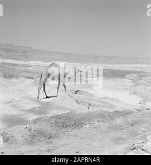 Israël 1964-1965: Zone de la mer morte Dromedaris dans le désert près de la mer Morte. Date: 1964 lieu: Israël mots clés: Dromadaires, déserts Banque D'Images