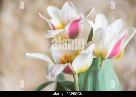 Trois tulipes roses et blanches en gros plan Banque D'Images
