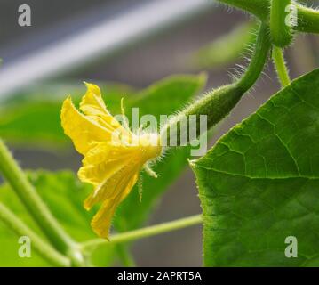 Plante de concombre avec une fleur de gros plan. Macro de jeunes concombres En Croissance. Concombre fleuri. Banque D'Images