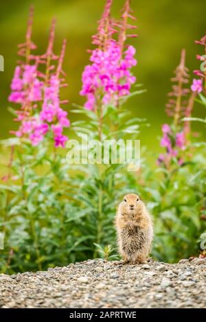 Un écureuil arctique (Urocitellus parryii) regarde la caméra tout en se nourrissant à la fin de l'été.Le Fireweed (Chamaenerion angustifolium) est en fleur dans ... Banque D'Images