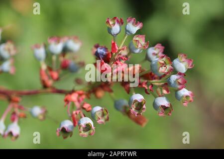 Photo sélective d'une belle branche de fleurs de bleuets avec un arrière-plan flou Banque D'Images