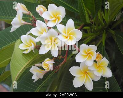 Fleurs Tropicales Frangipani (Plumeria) À Kochi, Kerala, Inde Banque D'Images