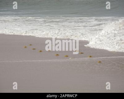 Côte indienne de l'océan avec de petits crabes, mer d'Arabie à Kochi, Kerala, Inde Banque D'Images